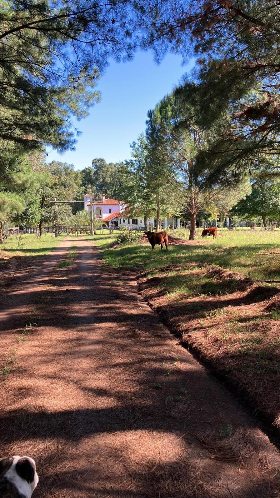 Pinos De La Quebrada Villa Quebrada de los Cuervos Exterior photo